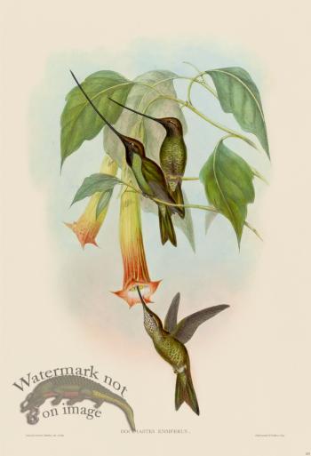 Gould Hummingbird 233